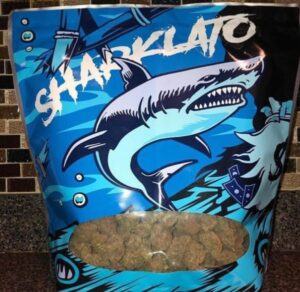 Buy Sharklato Marijuana Strain Online USA