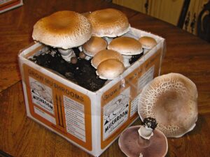Magic Mushroom for sale