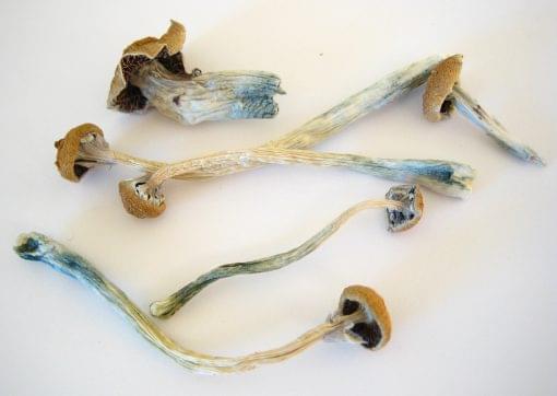 Buy quality Dried B+ Psilocybe Cubensis Online