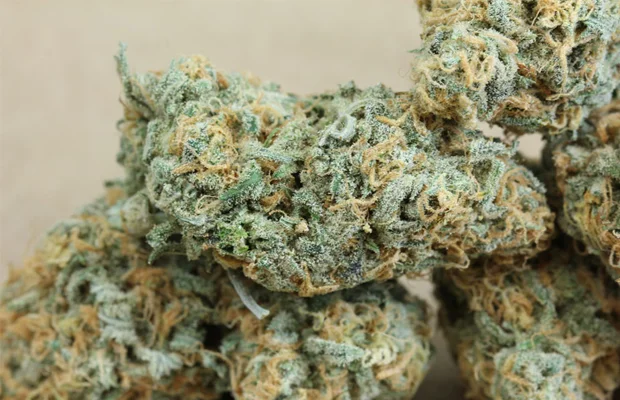 Cannabis